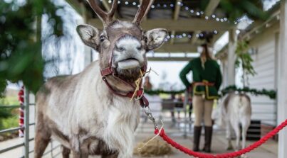 Real Reindeer at Manningtree Park's Christmas event