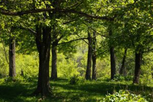 A forest of trees